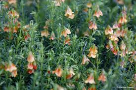 Image result for Hermannia seineri