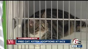 Why buy a kitten for sale if you can adopt and save a life? Adopt A Cat Or Kitten For Free Through The Weekend At Indy Animal Care Services Youtube
