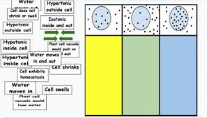 Osmosis Drag And Drop By Bio4u High School Biology Tpt Osmosis High School Lesson Plans Student Studying