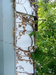 At first, you might think that it looks good, and adds to the appearance of your garden. How Do I Get Ivy Suckers Off My Siding Hometalk
