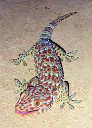 The government employees insurance company is an american auto insurance company with headquarters in chevy chase, maryland. Gekko Wikipedia