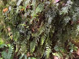 Image result for Abrodictyum rigidum