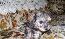 Maybe you would like to learn more about one of these? Yorkiepoo Price 300 For Sale In Elkin North Carolina Best Pets Online