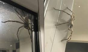 Check spelling or type a new query. Huge Huntsman Spider Scares Australian Couple As It Appears On Their Glass Door India Com