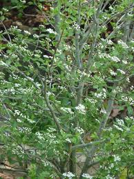 Buy washington hawthorn trees (crataegus phaenopyrum) with delivery right to your door. Georgia Backyard Nature Welcome Washington Hawthorn