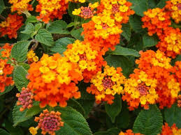 13 Common Flowers That Are Poisonous You Never Knew Poisonous Flowers Lantana Plant Lantana