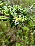 Image result for Lippia somalensis