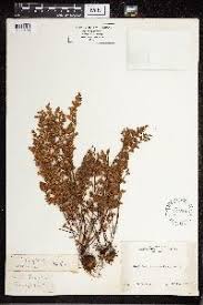 Image result for Cheilanthes quadripinnata