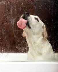 Outlook Office Skype Bing Breaking News And Latest Videos Animals Labrador Retriever Pets