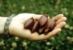 The monkey puzzle tree (araucaria araucana) produces edible seeds. Can You Eat The Fruit From Monkey Puzzle Trees Blurtit