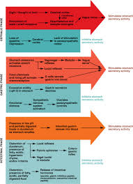 the stomach anatomy and physiology ii