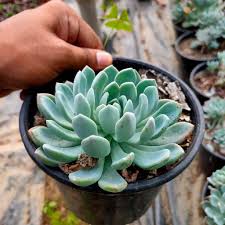 This plant will propagate itself by X Sedeveria Blue Elf Succulent Live Plant Gardening Patio Lawn Garden Urbytus Com