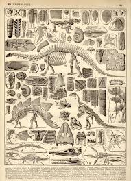 1897 Dinosaurs Paleontology Antique Print Vintage Etsy Anatomy Art Animal Skeletons Paleontology