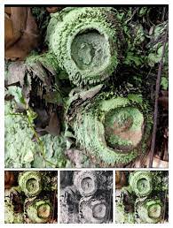 Bamboo Rose Bamboo Roots Rose Bamboo