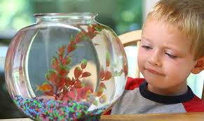 Maybe you would like to learn more about one of these? How Caring For Living Things Helps Kids Build Pbs Kids For Parents