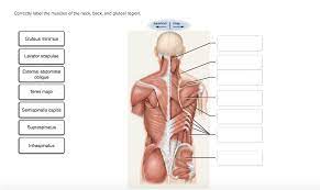 The right and left subclavian arteries give rise to the thyrocervical trunk. Solved Correctly Label The Muscles Of The Neck Back An Chegg Com