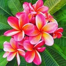 Pin By Sheila Boatman On Tattoo Plumeria Flowers Plumeria Pretty Flowers