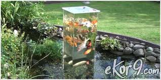 Ini beda dengan cara memelihara ikan koi dikolam tanah ya, ndak perlu filter sebab air mengalir terus menerus. Cara Memelihara Ikan Koi Di Halaman Sempit Baik Itu Di Dalam Belakang Maupun Depan Rumah Ekor9 Com Ekor9 Com
