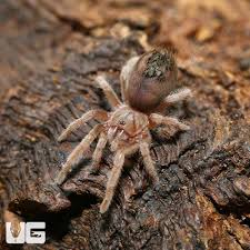 Image result for Empogona sp. A