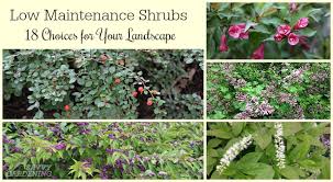 We did not find results for: Low Maintenance Shrubs 18 Choices For Your Garden