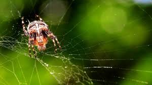 Die kräuseljagdspinne lebt eigentlich im mittelmeerraum, südafrika und australien. Giftige Tier In Deutschland Vorsichtig Giftig Diese Einheimischen Tiere Sind Todlich News De