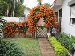 Climbing vines do need support to produce the best plant possible. Flaming Vine Arbor Delray Beach Florida Garden Vines Front House Landscaping Climbing Flowering Vines
