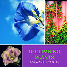 Climbing plants are tough and usually undemanding to grow, and. Top 10 Climbing Plants For A Small Trellis Dengarden