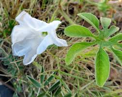 Image result for Coccinia sp. A