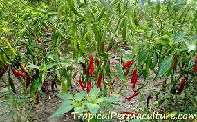 When plants are 2 feet or smaller, they make the compact category. Growing Chillies How To Grow Chili Peppers From Seed