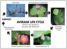 Free delivery and returns on ebay plus items for plus members. Tips For Choosing Planting And Growing Lotus Pond Trade Magazine