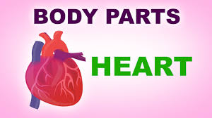 Heart Human Body Parts Pre School Know Your Body Animated Videos For Kids Youtube
