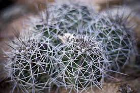 Descubre qué tipos de cactus no tienen espinas. áˆ Como Sacar Espinas De Cactus Paso A Paso