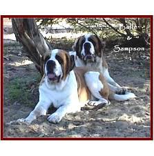 Bernard puppies for sale at best prices. Desaix Kennels St Bernard Breeder Perth Wa