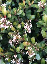 There are various types of flowering plants, here are some hints on guessing some of the popular flowering bushes. Indian Hawthorn Rhaphiolepis Indica This Plant Is Likely An Indian Hawthorn It Is An Evergreen Shrub That Is Oft Evergreen Shrubs Organic Fertilizer Plants