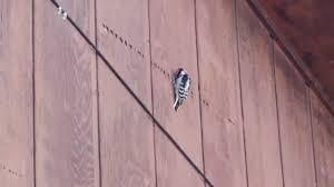 Though that is the primary purpose, they also use drumming and hammering of their bills call an exterminator to check for insects under your siding. Why Woodpeckers Peck The Woodpecker Remover
