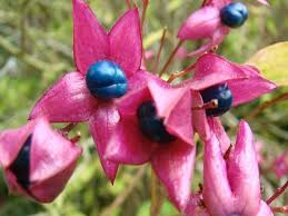 Image result for Clerodendrum melanocrater