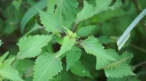 Image result for Basilicum polystachyon