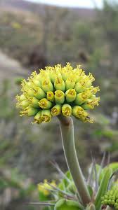 Image result for Euphorbia didiereoides
