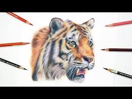 How To Draw A Realistic Tiger Colored Pencil Tutorial Youtube Pencil Drawing Tutorials Colored Pencil Tutorial Realistic Drawings