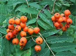 Don't miss ty ty's wildlife tree sale. 15 Trees For A Wildlife Friendly Edible Landsape