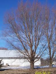 I planted all three of the and lopped off the broken branch from the damaged one. Austree Hybrid Willow Windbreak Trees