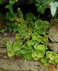 Come along to one of our walks for a fun way to discover more about native irish wildflowers. This Fun Foraging Walk Will Show You How To Spot Edible Plants Yay Cork