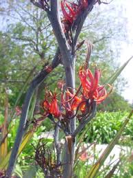 Image result for Phormiaceae