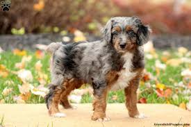 Use petfinder to find adoptable pets in your area. Mini Aussie Lab Mix Puppies Novocom Top