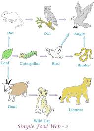 Food Web Full Image Worksheets For Kids Food Web Worksheet Food Web
