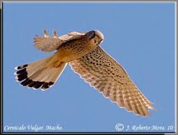 El cernícalo vulgar (falco tinnunculus) está ampliamente distribuido por europa, asia y áfrica. Cernicalo Vulgar Fotografia De Naturaleza De Roberto Mora