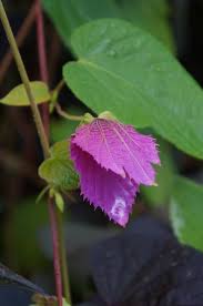 Image result for Dalechampia capensis