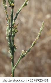Image result for Thymelaeaceae