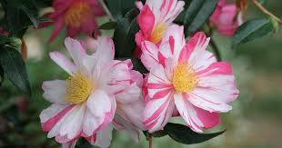 Stars N Stripes Camellia Flower Garden Camellia Flower