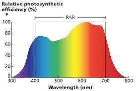 We did not find results for: Plant Morphology And Spectrum How Plants Respond To Light Quality P L Light Systems
